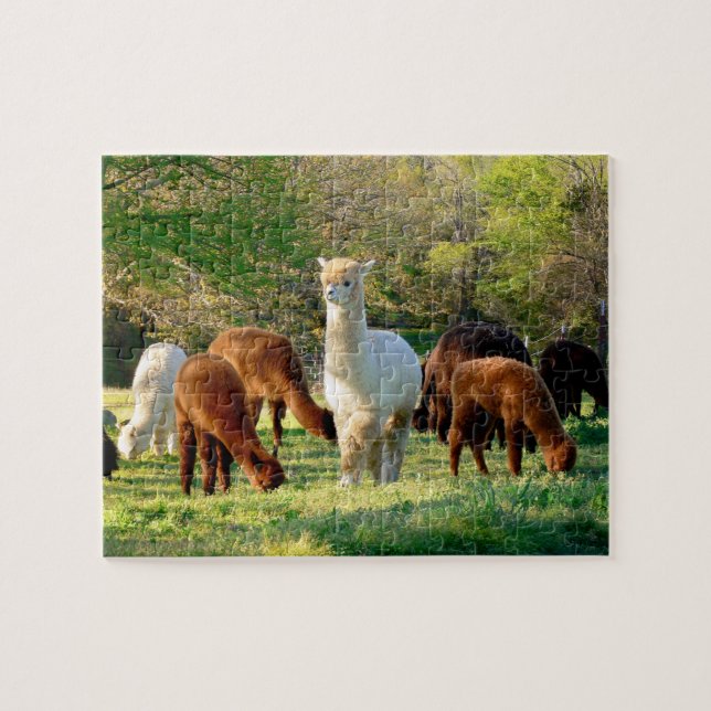 Rompecabezas de la alpaca con la caja de regalo (Horizontal)