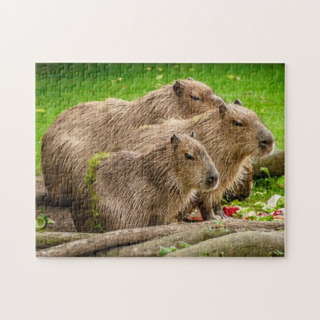 Rompecabezas de la foto de familia del Capybara (Horizontal)