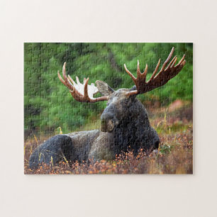 Rompecabezas de la foto de la fauna de los alces
