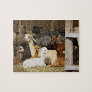 Rompecabezas de la foto del granero de la alpaca