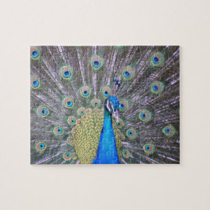 Rompecabezas de la moda del pavo real