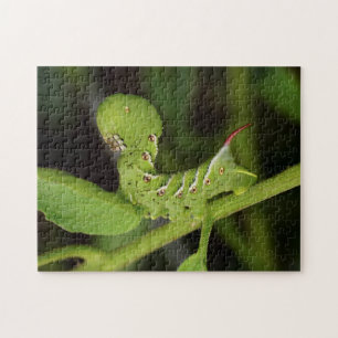 Rompecabezas de la planta de tomate de Hornworm