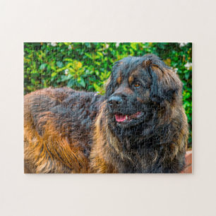 Rompecabezas de la raza de perro Leonberger.