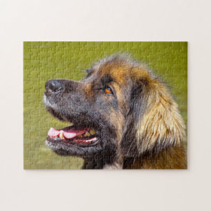 Rompecabezas de la raza de perro Leonberger.
