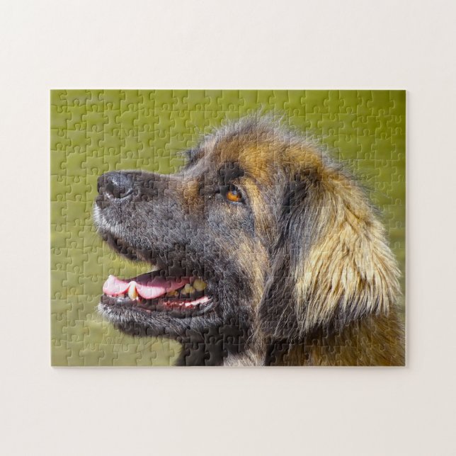 Rompecabezas de la raza de perro Leonberger. (Horizontal)