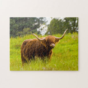 Rompecabezas de la vaca Highland