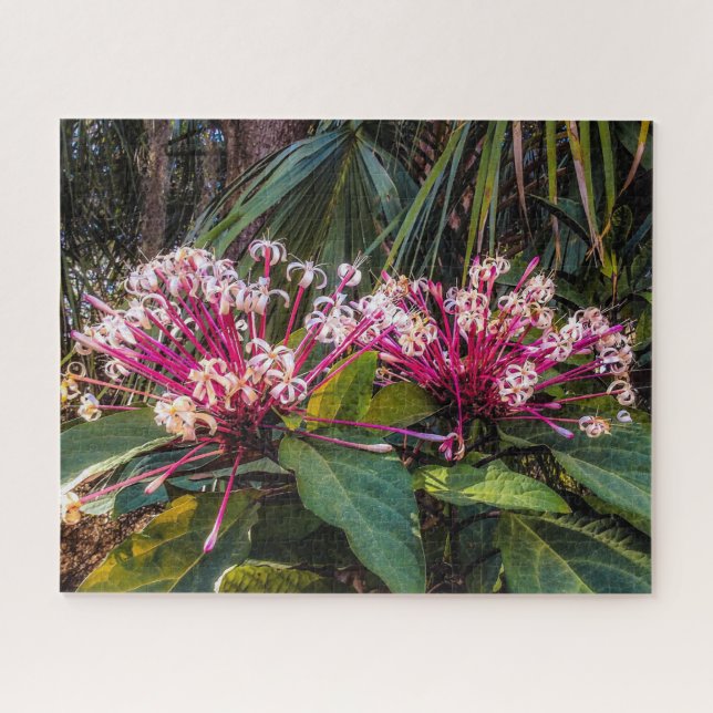 Rompecabezas de las flores Starburst de Clerodendr (Horizontal)
