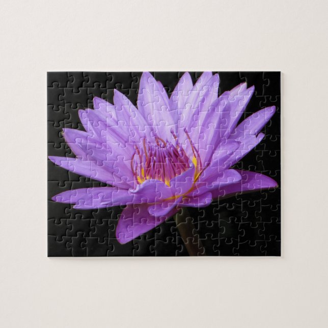 Rompecabezas de Lily de Agua Púrpura (Horizontal)