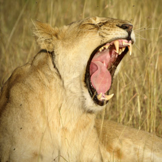 Rompecabezas de Lion Jigsaw