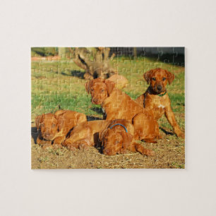 Rompecabezas de los perritos de Rhodesian