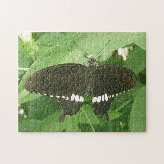 Rompecabezas de mariposa morena común (Horizontal)