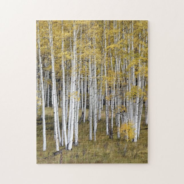 Rompecabezas de oro de los árboles de Aspen (Vertical)