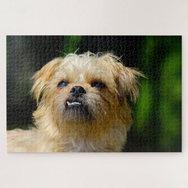 Rompecabezas de Perro Griffon. (Horizontal)