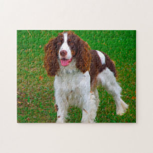 Rompecabezas de perro Springer Spaniel.