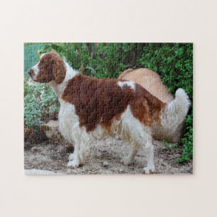 Rompecabezas de perro Springer Spaniel galés.