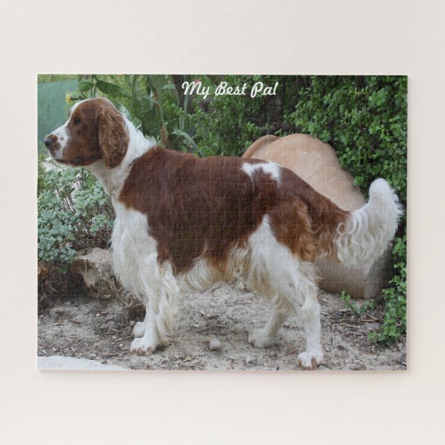 Rompecabezas de Perro Springer Spaniel Galés. (Horizontal)