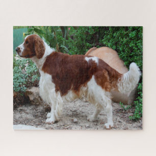 Rompecabezas de Perro Springer Spaniel Galés. Romp
