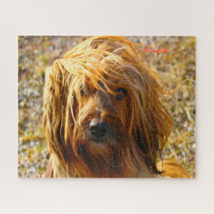 Rompecabezas de Perro Terrier Tibetano.
