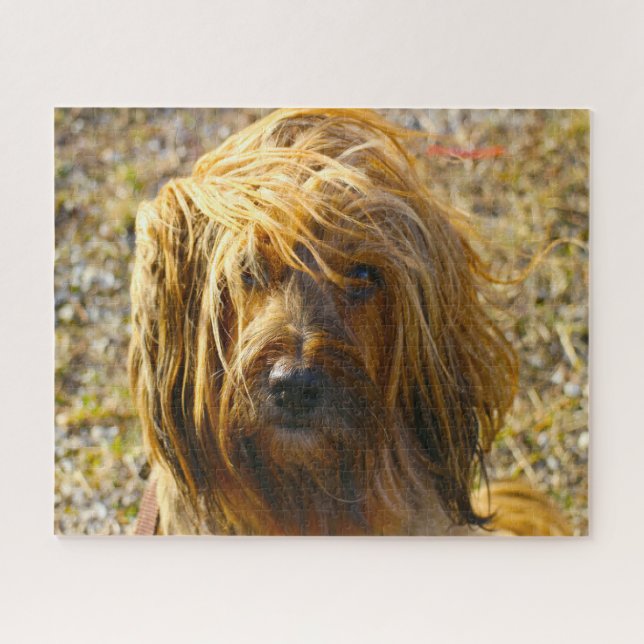 Rompecabezas de Perro Terrier Tibetano. (Horizontal)