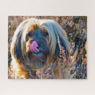 Rompecabezas de Perro Terrier Tibetano.