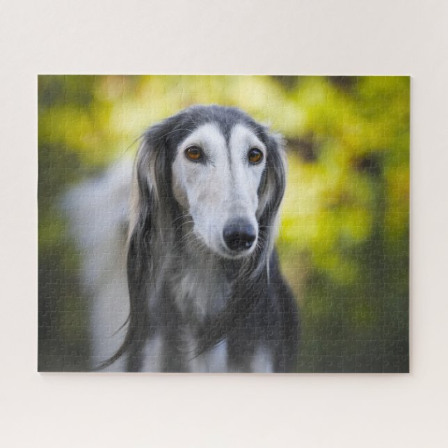 Rompecabezas de perros Saluki. (Horizontal)