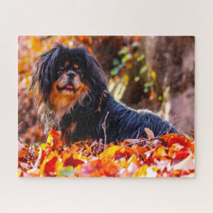 Rompecabezas de Perros Spaniel Tibetano.