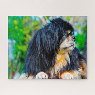 Rompecabezas de Perros Spaniel Tibetano.