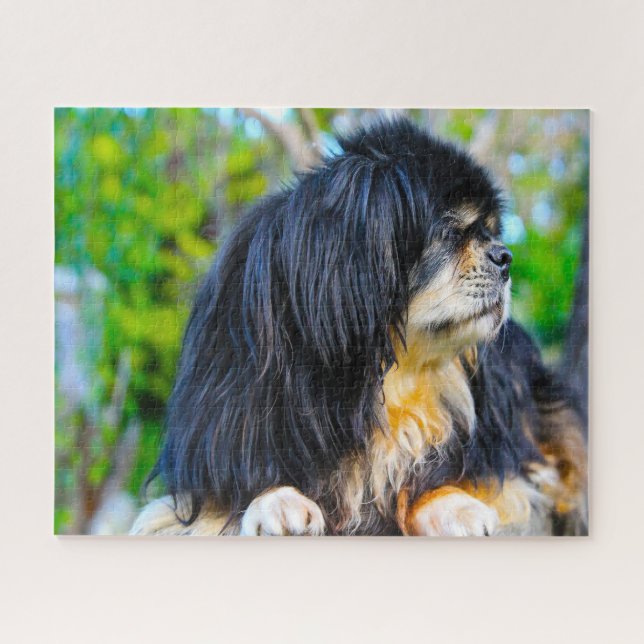 Rompecabezas de Perros Spaniel Tibetano. (Horizontal)