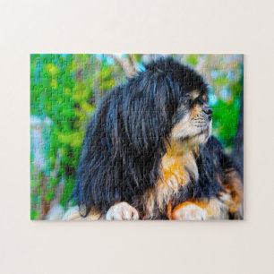 Rompecabezas de Perros Spaniel Tibetano.