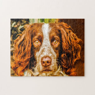 Rompecabezas de perros Springer Spaniel.
