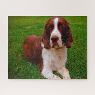 Rompecabezas de perros Springer Spaniel.