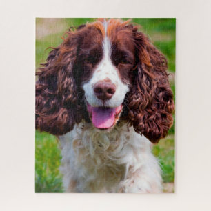 Rompecabezas de perros Springer Spaniel.