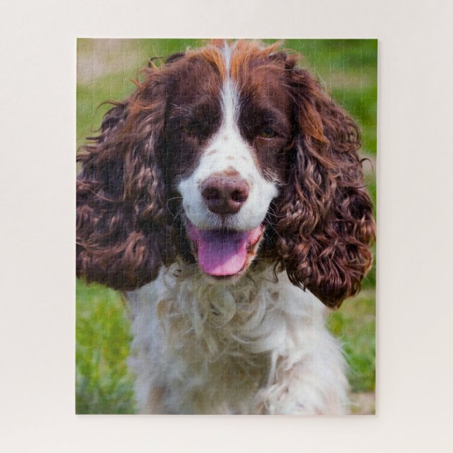 Rompecabezas de perros Springer Spaniel. (Vertical)