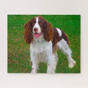 Rompecabezas de Perros Springer Spaniel.