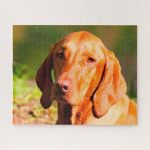 Rompecabezas de perros Vizla húngaros.