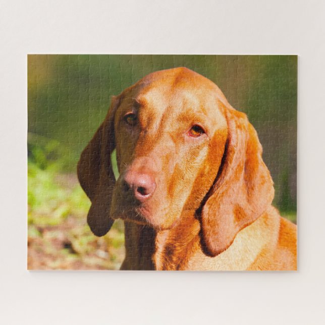 Rompecabezas de perros Vizla húngaros. (Horizontal)