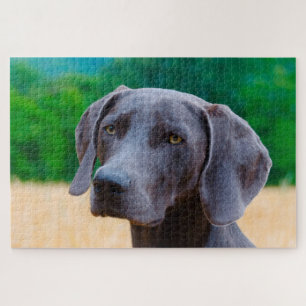 Rompecabezas de perros Weimaraner.
