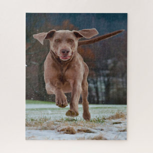 Rompecabezas de perros Weimaraner.