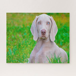 Rompecabezas de perros Weimaraner.