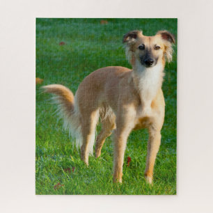 Rompecabezas de Perros Whippet de pelo largo.