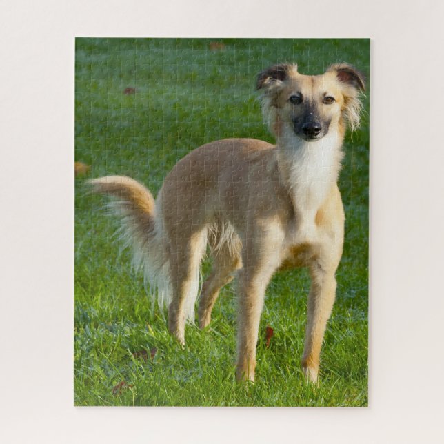 Rompecabezas de Perros Whippet de pelo largo. (Vertical)
