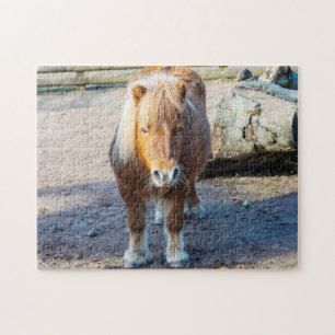 Rompecabezas de pony Shetland