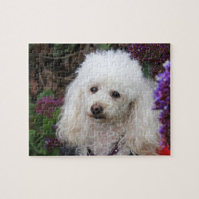 Rompecabezas de Poodle Dog Jigsaw (Horizontal)
