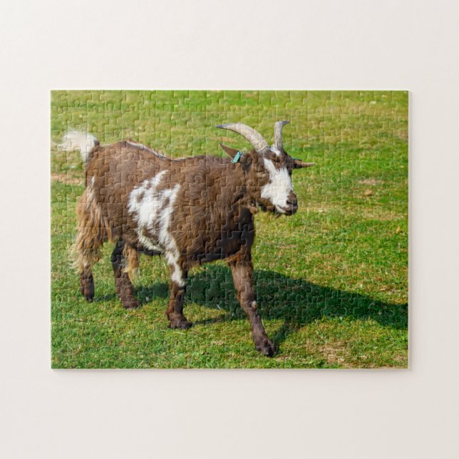 Rompecabezas de Pygmy Goat Jigsaw (Horizontal)