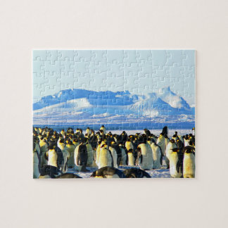 Rompecabezas de rompecabezas de pingüinos