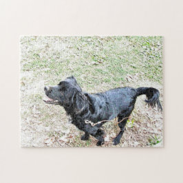 Rompecabezas de Smokey Esperando para Ir a Caminar