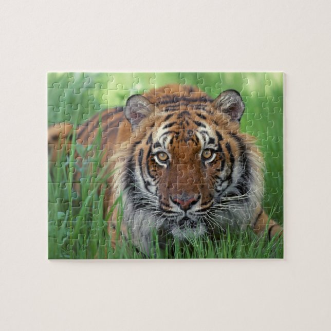 Rompecabezas de Tigre (Horizontal)