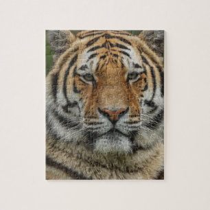 ROMPECABEZAS DE TIGRE DE BENGALA