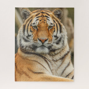 ROMPECABEZAS DE TIGRE DE BENGALA