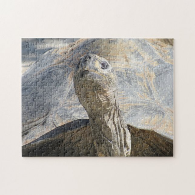 Rompecabezas de tortoise Jigsaw (Horizontal)